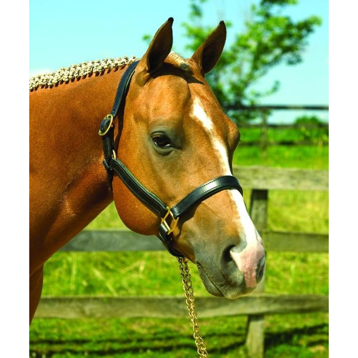 190_pad_halter.jpg