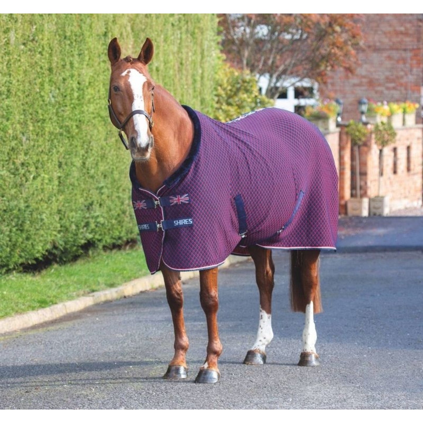TH1700484_P.jpg