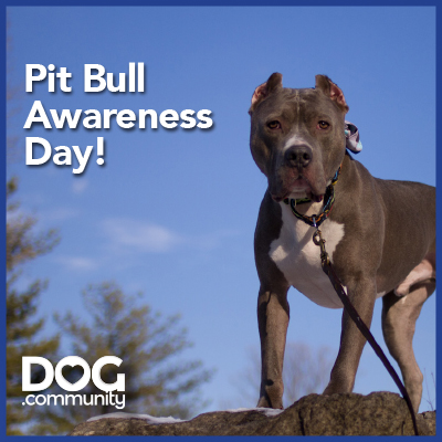 Celebrating Pit Bull Awareness Month: We Love Our Pitties!