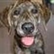 i_heart_dogs