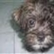 Ria_pugapoo