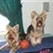 yorkies3