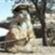 dogfuzzer