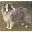 LNDshelties