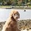Island Molly