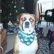 JaimyLovesDogs