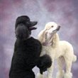 The V.I.P.'S Very Important Poodles