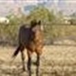 horsecrazy08