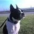 PapaDog