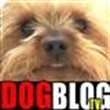 DOGblogTV