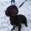 Lively Spaniel