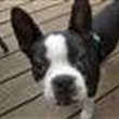 CRAZY Yankee Boston !!!