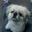 lovely dog