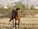 horsecrazy08
