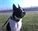 PapaDog