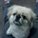 lovely dog