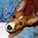 agilebasenji