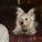 WestieGirl