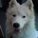 juneaudog