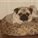 pugs2