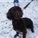Lively Spaniel