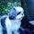 fourpaws93