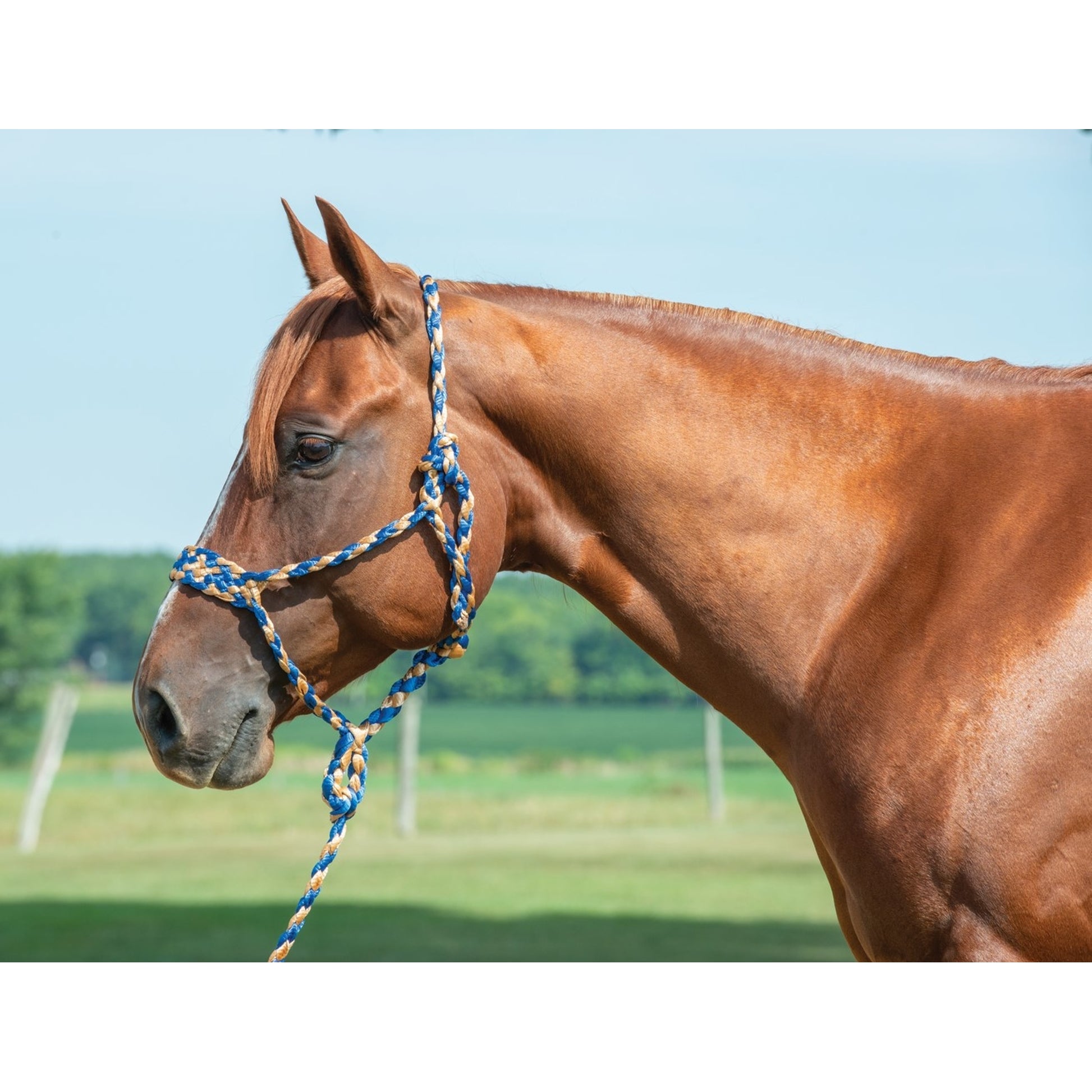 Weaver Braided Rope Halter with 10' Lead