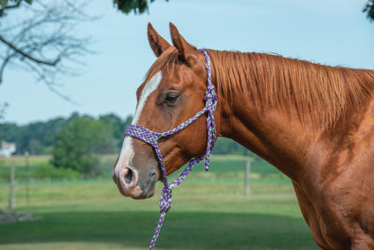 Weaver Braided Rope Halter with 10' Lead