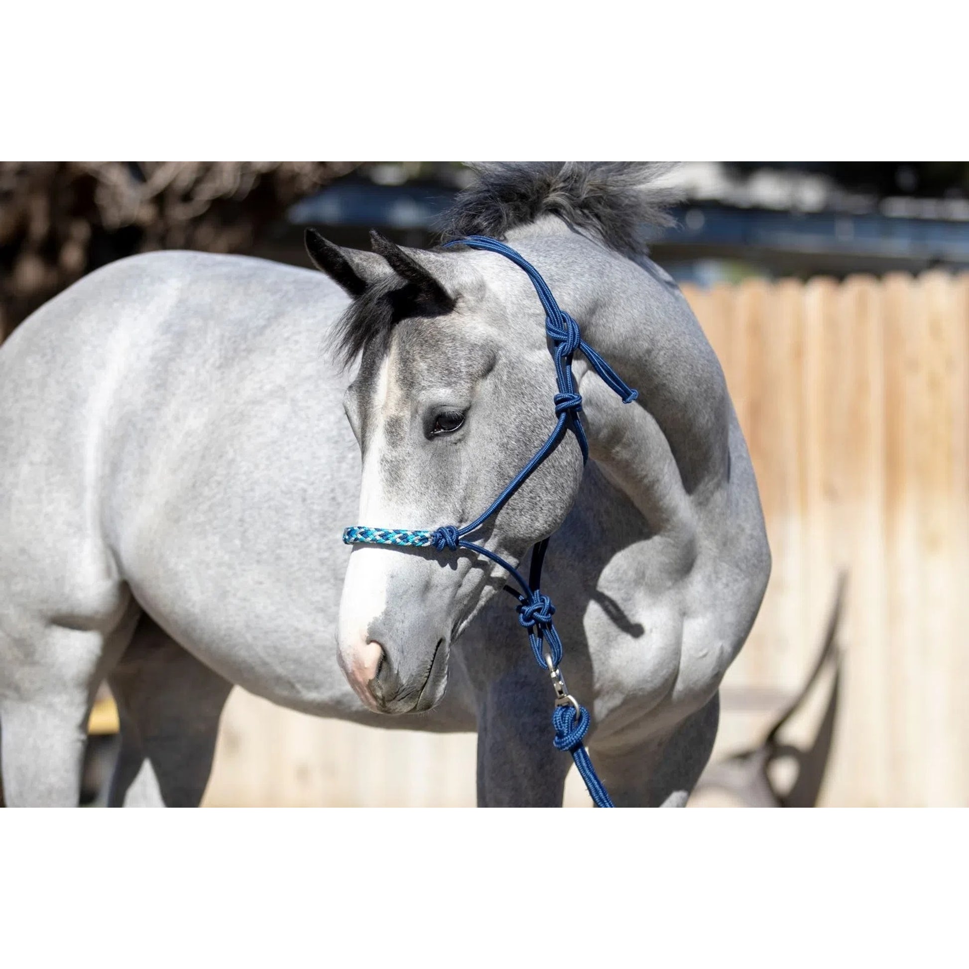 Kensington Clinician Rope Halter