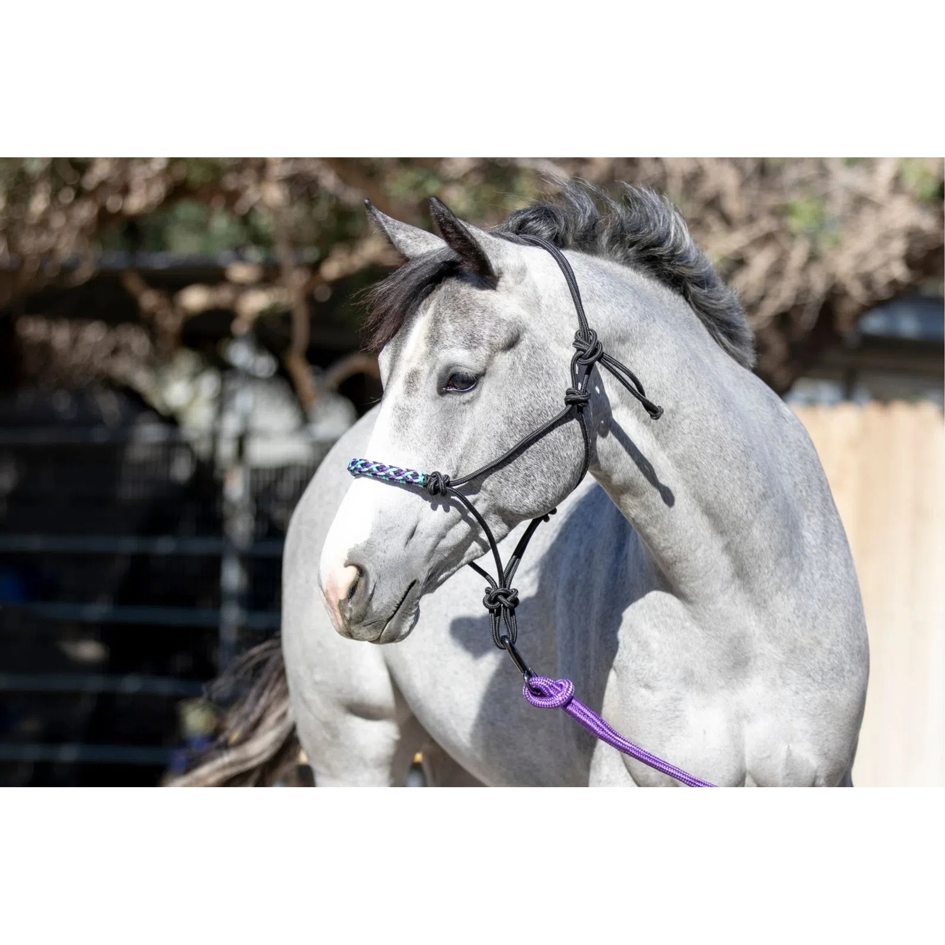 Kensington Clinician Rope Halter