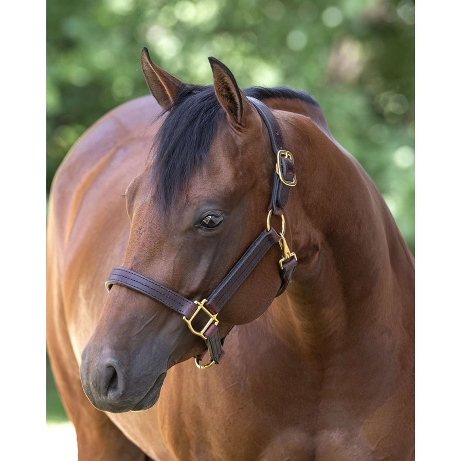 Perris Heavyweight Leather Halter