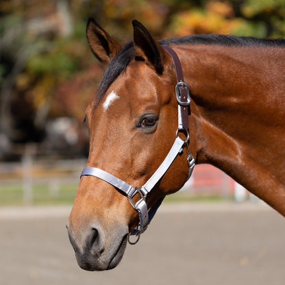 Equinavia Loki Breakaway Halter