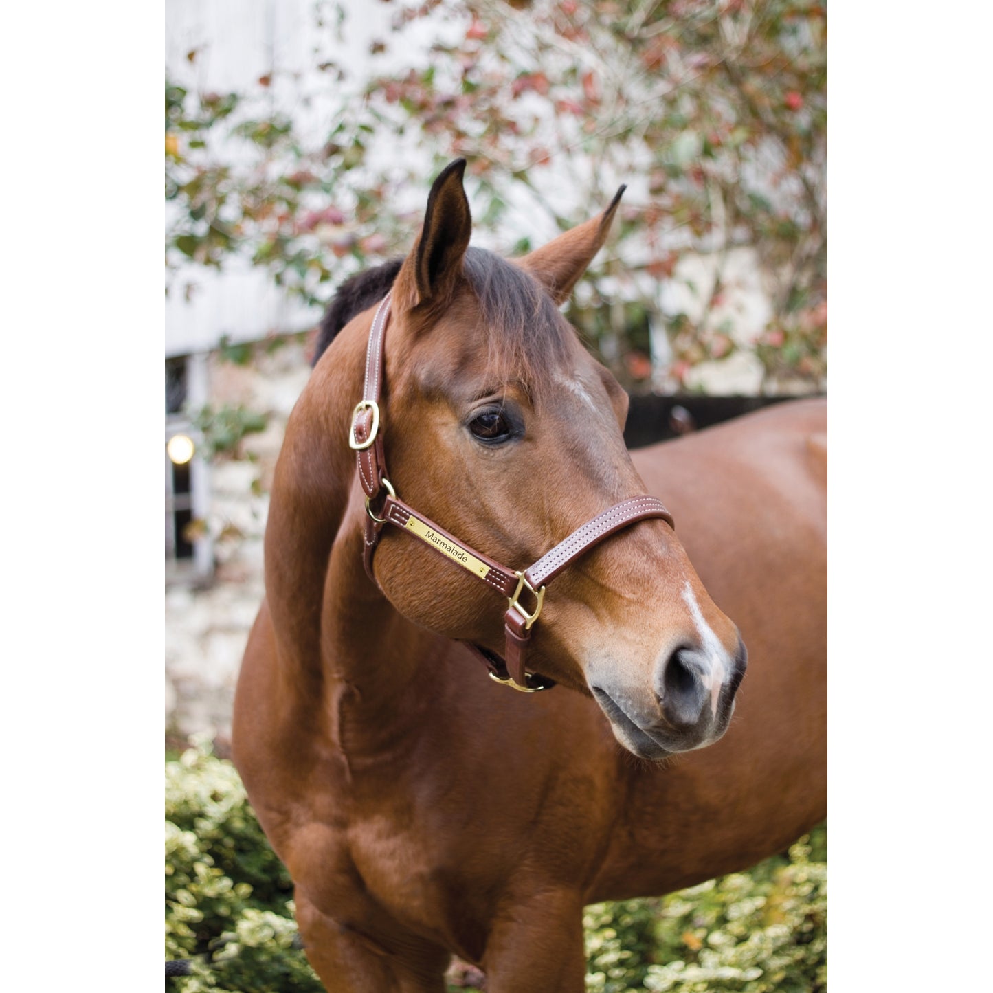 4-402789-a.jpg
