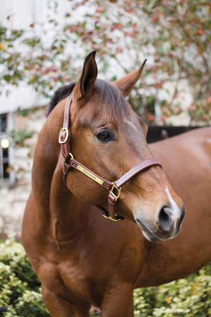 Perri's Personalized Professional Halter
