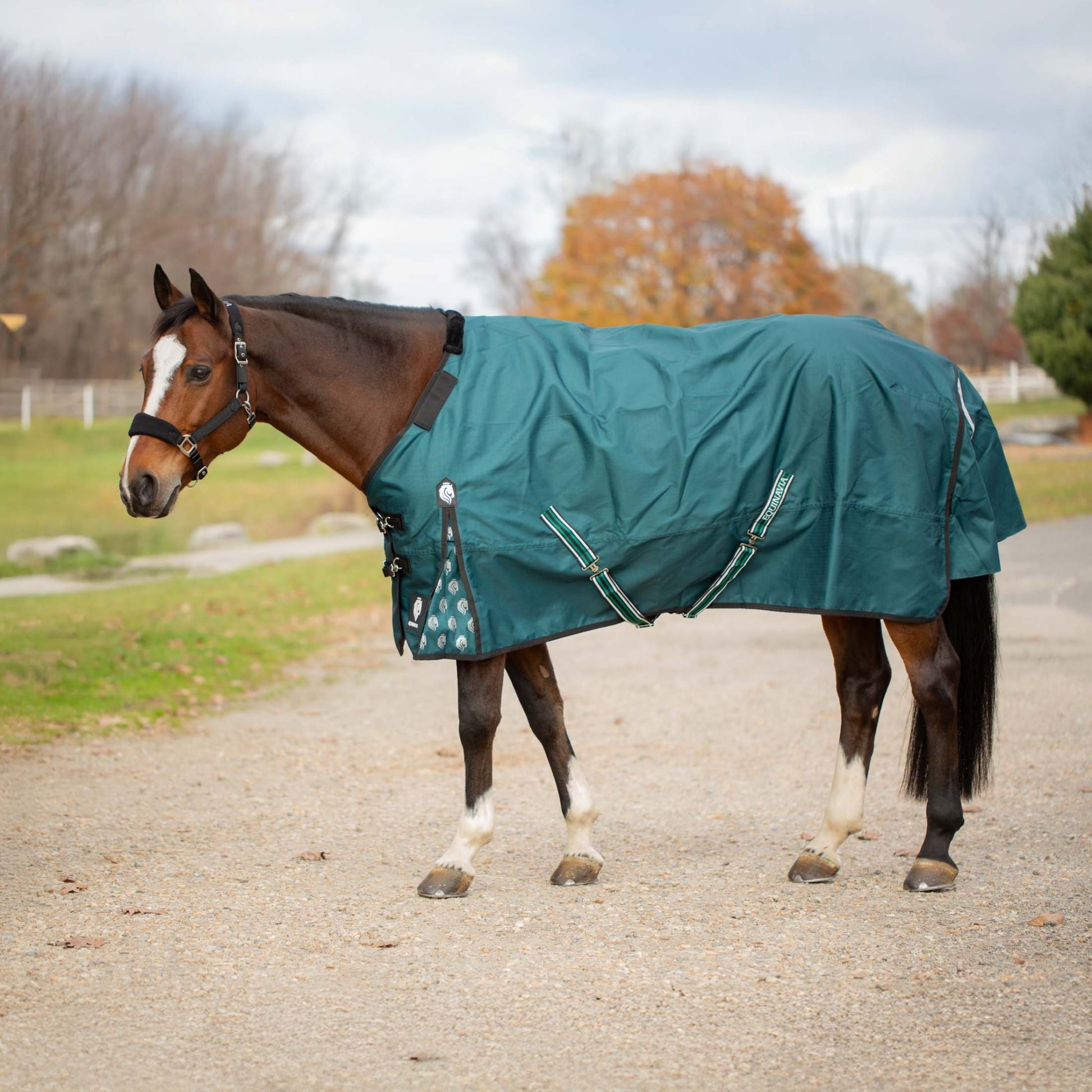 Equinavia Arktis Regular Neck Mid Weight Turnout Blanket 200g