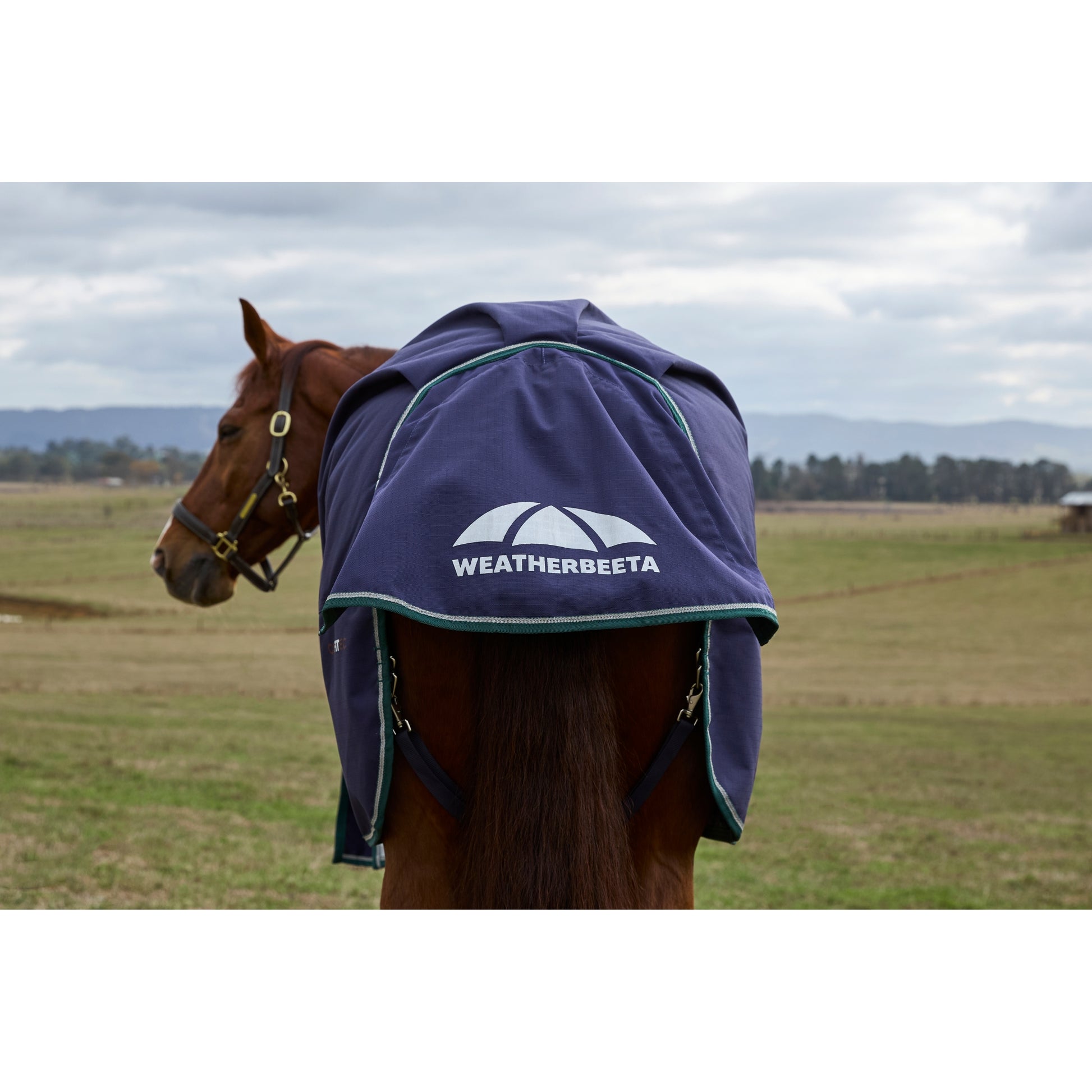 Weatherbeeta ComFiTec Plus Dynamic Turnout Standard Neck 220g