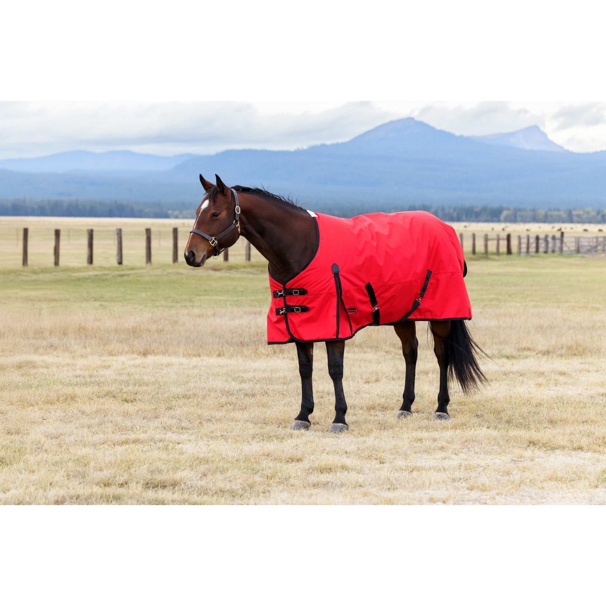 Weatherbeeta ComFiTec Original Turnout Standard Neck 220g