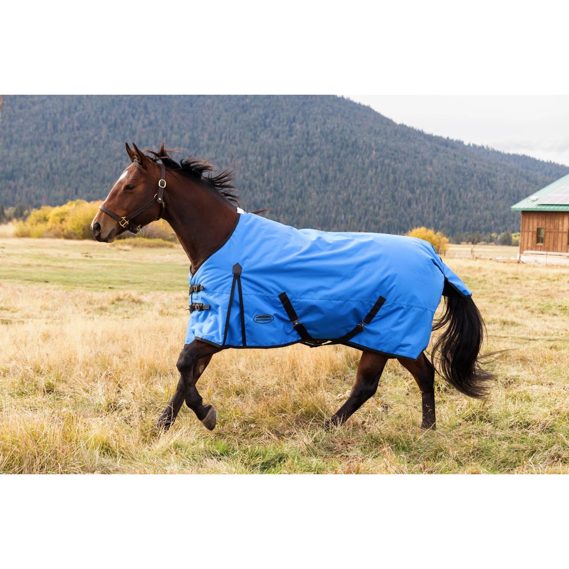 Weatherbeeta ComFiTec Original Turnout Standard Neck 220g