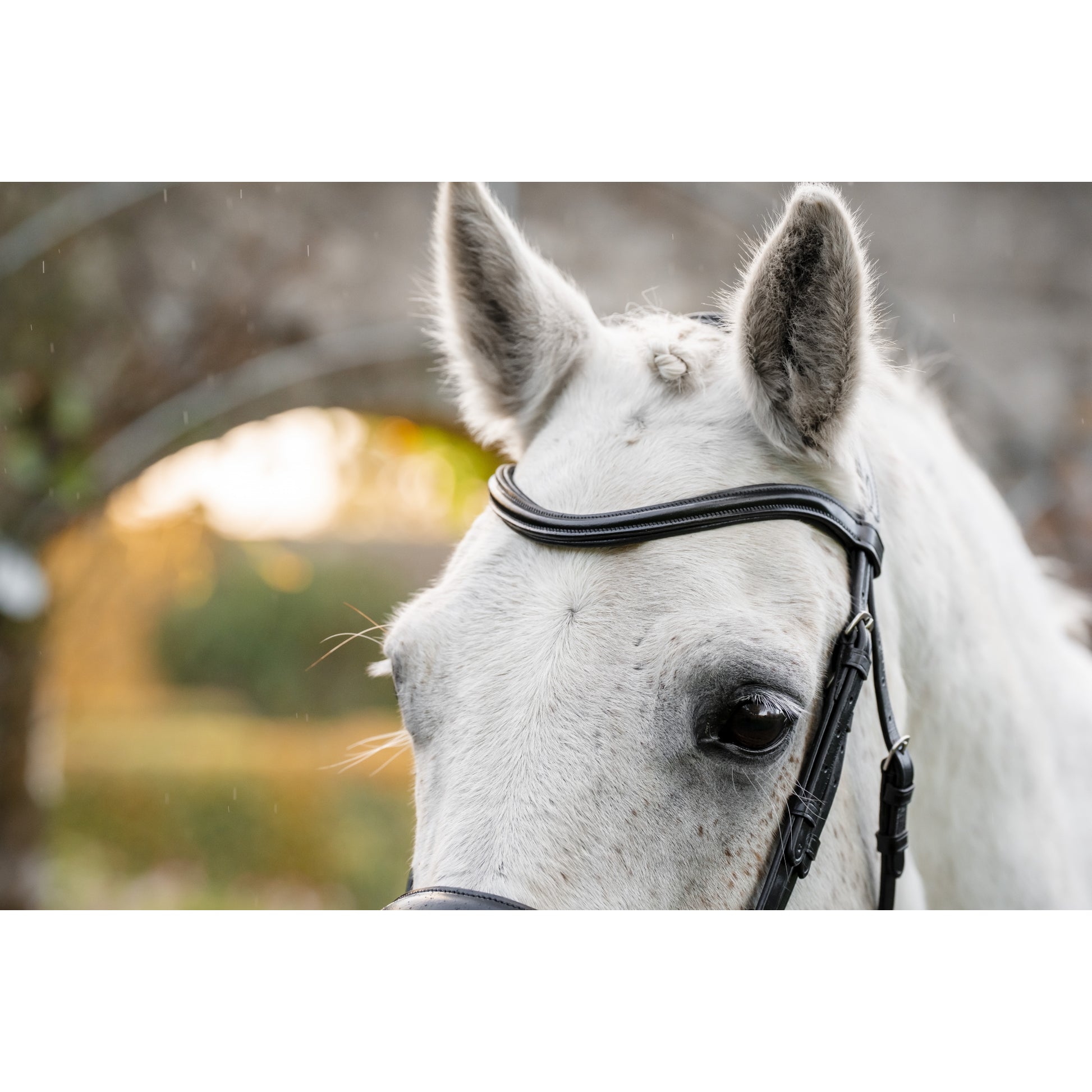 Horseware Pony Flash Bridle