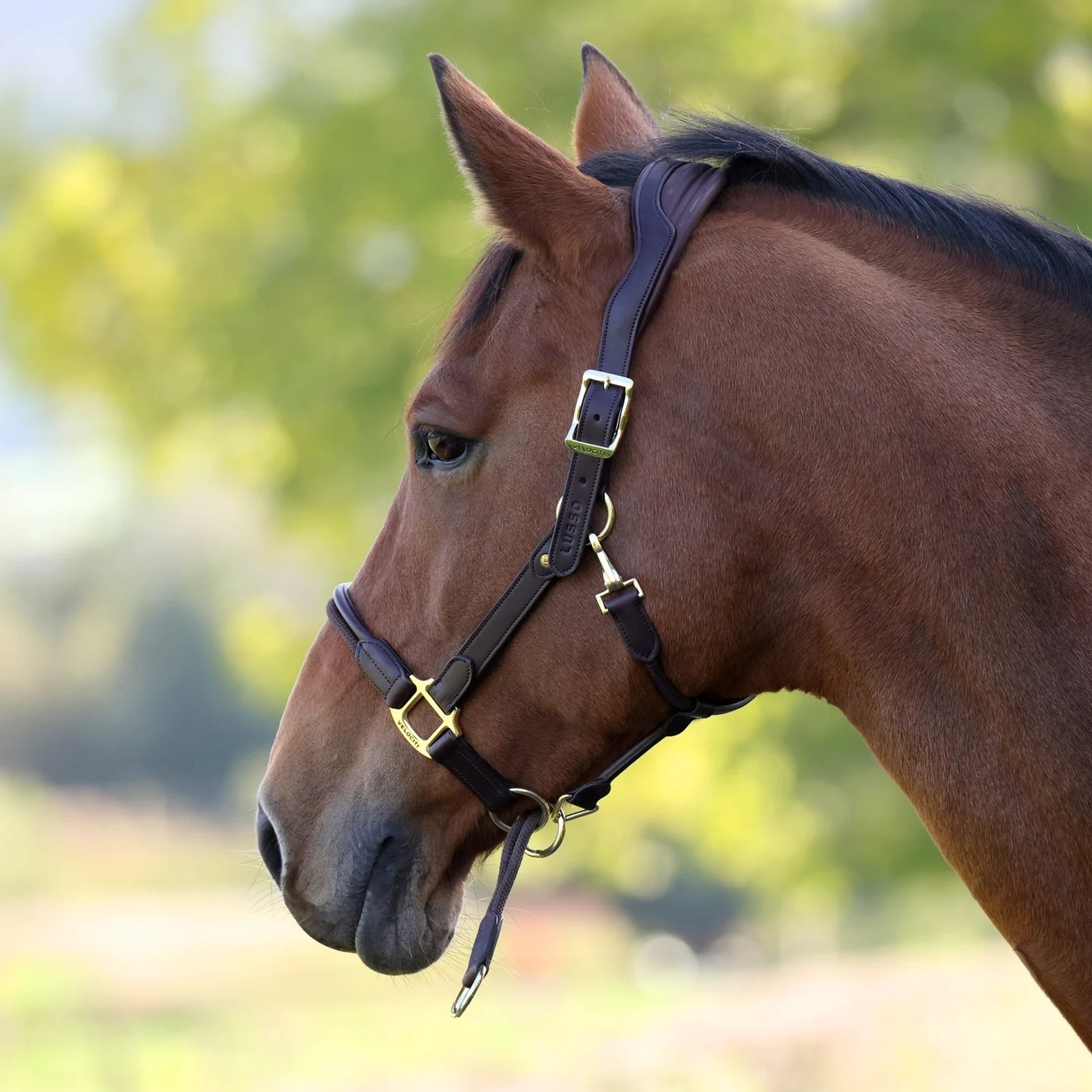 Shires Velociti LUSSO Soria Control Leather Headcollar