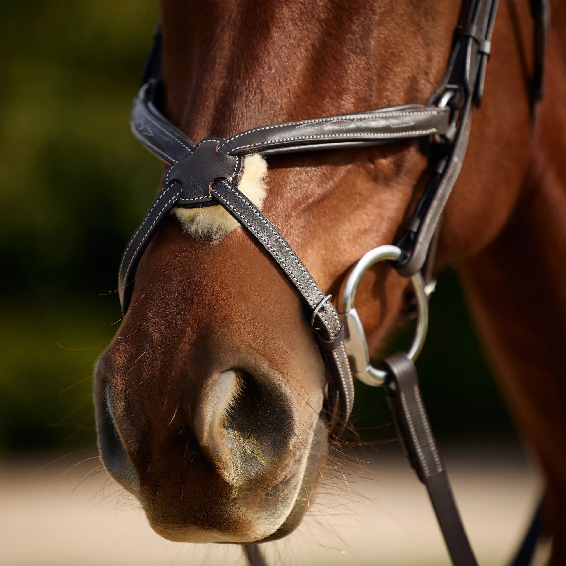 Dublin 5-Point Event Breastplate
