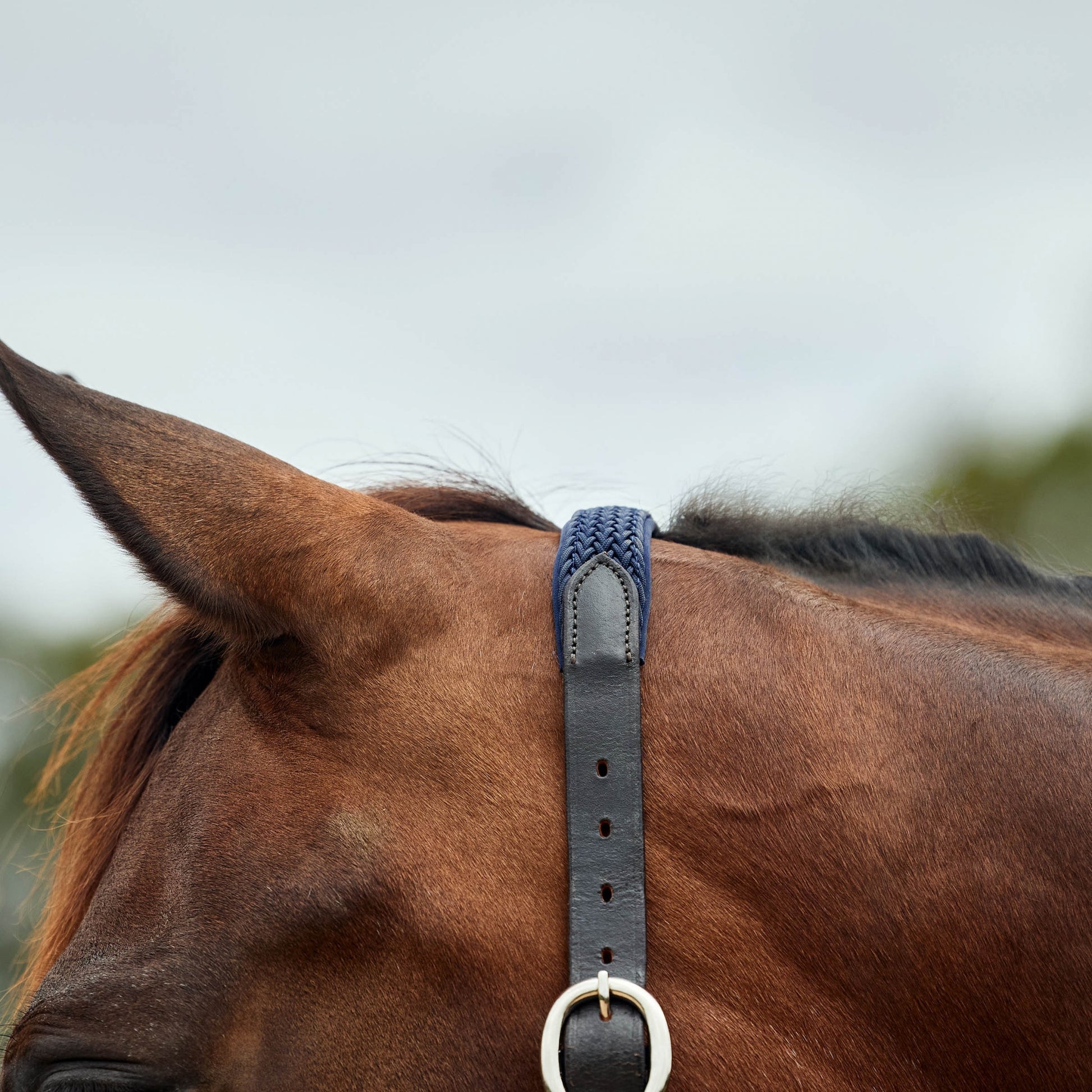 Dublin Braided Leather Headcollar