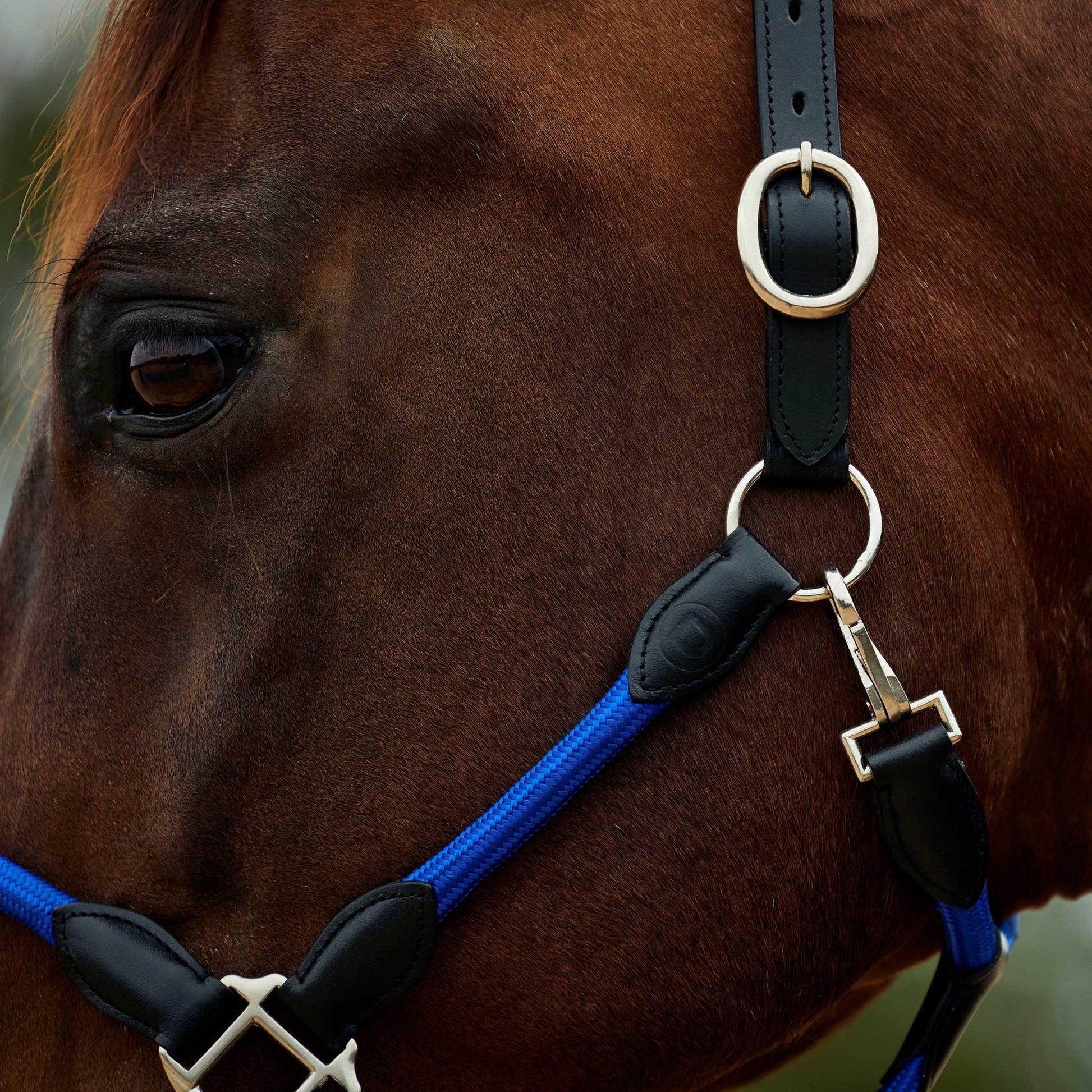 Dublin Leather Rope Headcollar