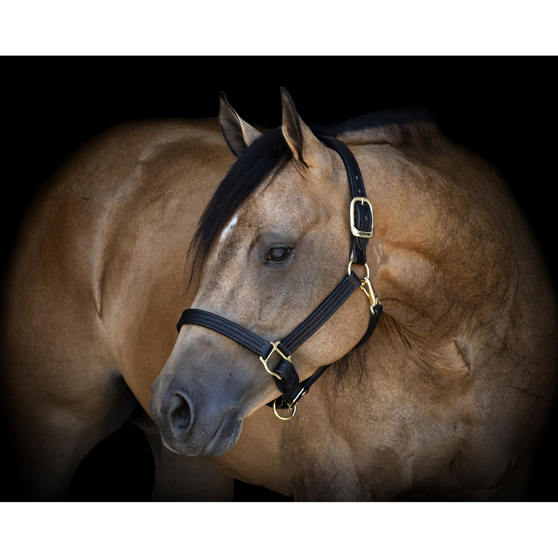 Perris Leather Turnout Halter