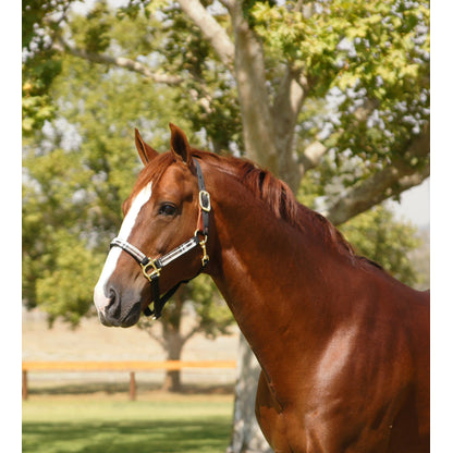 Kensington Breakaway Halter