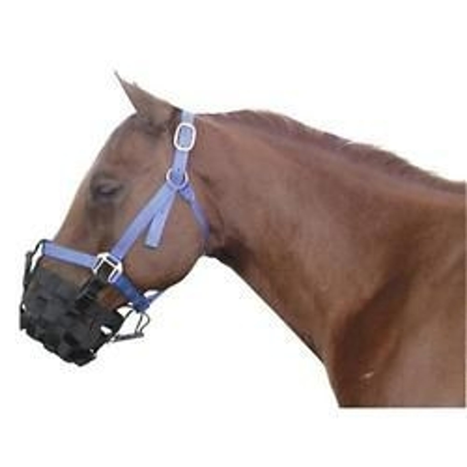 The Grazing Muzzle