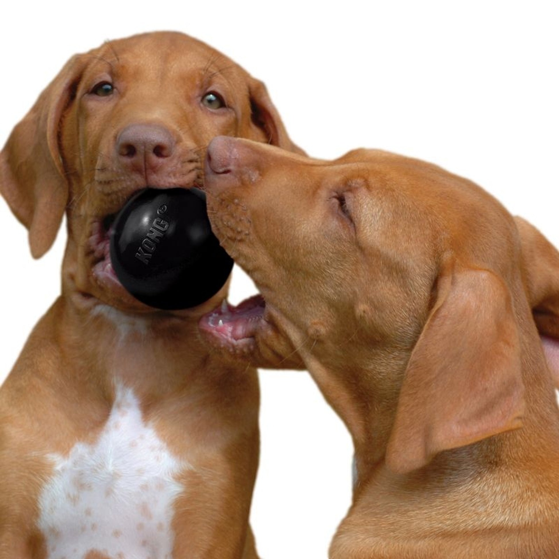 Extreme KONG Ball Dog Toy