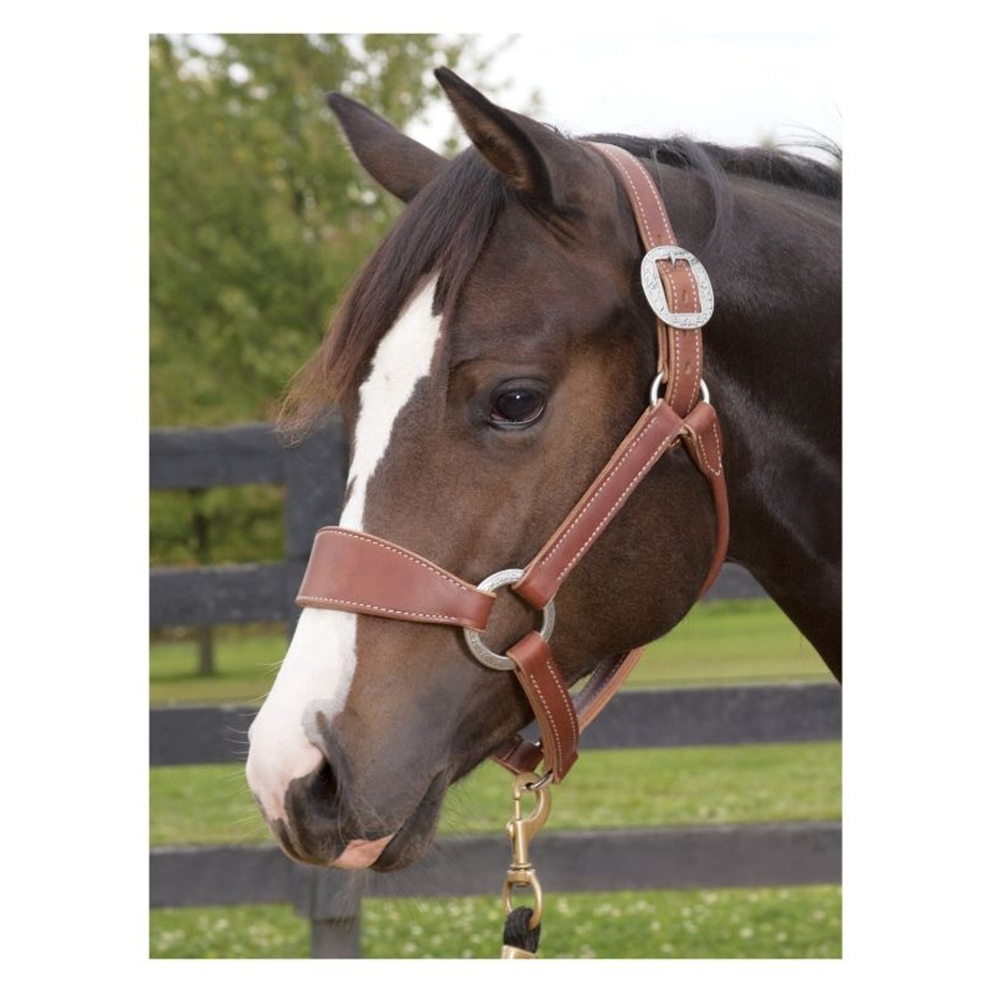 Weaver Stacy Westfall Bronc Halter