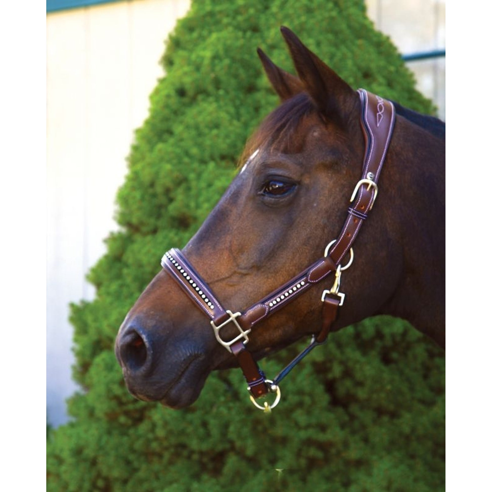 Henry de Rivel Padded Crystal Halter