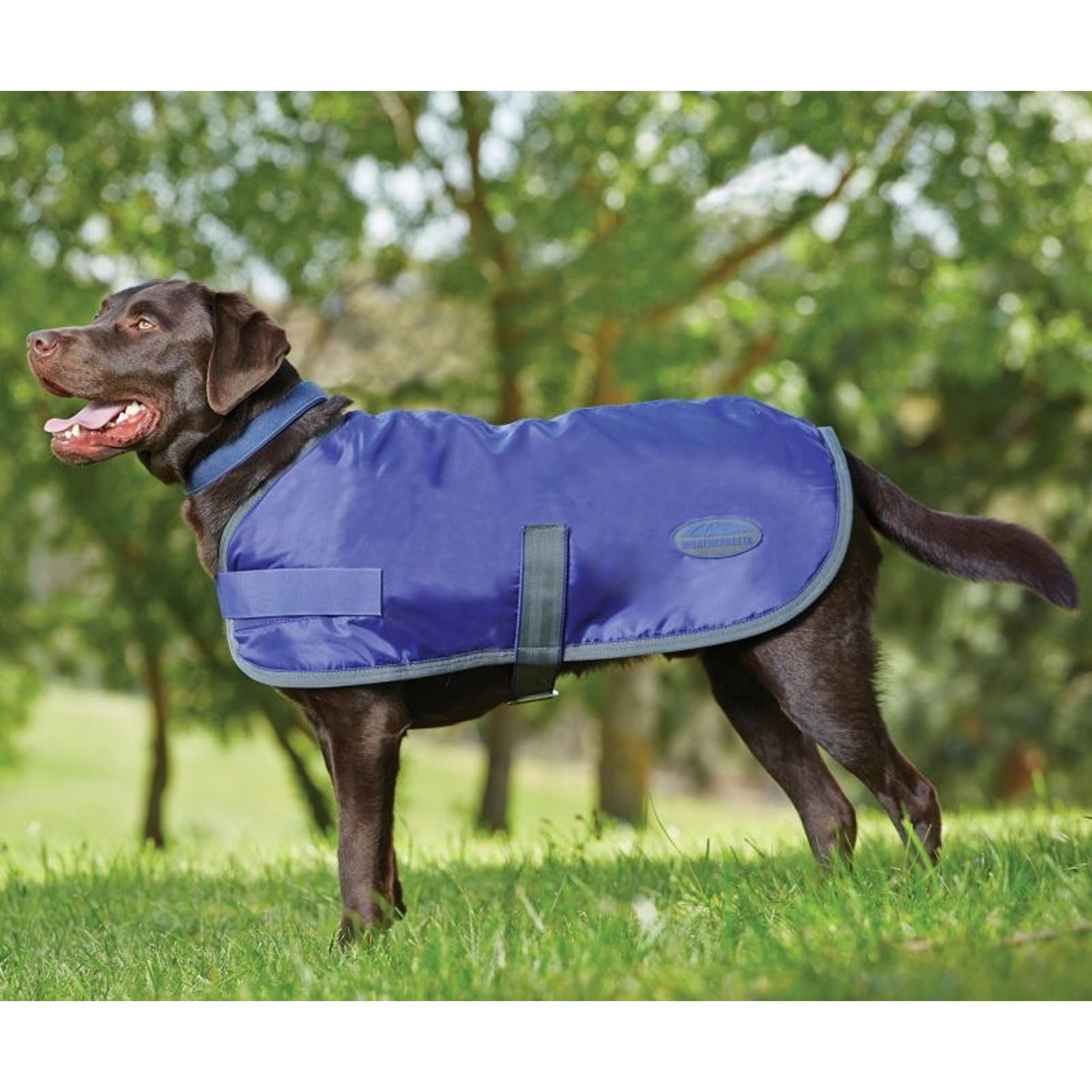 Weatherbeeta 420D Dog Windbreaker Fleece Lined with Belly Wrap